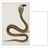 A cobra with hood spread, 1785-89 by Indian School