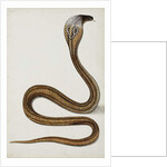 A cobra with hood spread, 1785-89 by Indian School