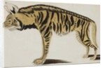 Hyena, after 1794 by Indian School