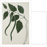 Fruit and leaves of one of the Bignoniaceae, 1785-89 by Indian School