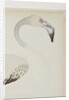 A flamingo, detail, c.1780 by Indian School