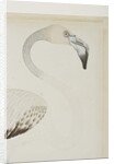 A flamingo, detail, c.1780 by Indian School