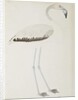 A flamingo, c.1780 by Indian School