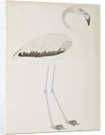 A flamingo, c.1780 by Indian School
