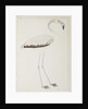 A flamingo, c.1780 by Indian School