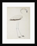 A flamingo, c.1780 by Indian School