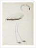 A flamingo, c.1780 by Indian School