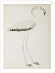 A flamingo, c.1780 by Indian School