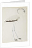 A flamingo, c.1780 by Indian School