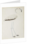 A flamingo, c.1780 by Indian School