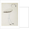 A flamingo, c.1780 by Indian School