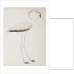 A flamingo, c.1780 by Indian School