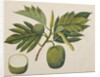 Breadfruit flower, foliage, and fruit, c.1820 by Indian School