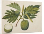 Breadfruit flower, foliage, and fruit, c.1820 by Indian School