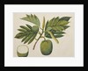 Breadfruit flower, foliage, and fruit, c.1820 by Indian School