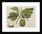 Breadfruit flower, foliage, and fruit, c.1820 by Indian School