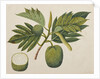 Breadfruit flower, foliage, and fruit, c.1820 by Indian School