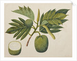 Breadfruit flower, foliage, and fruit, c.1820 by Indian School