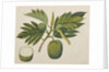 Breadfruit flower, foliage, and fruit, c.1820 by Indian School