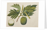 Breadfruit flower, foliage, and fruit, c.1820 by Indian School