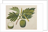 Breadfruit flower, foliage, and fruit, c.1820 by Indian School