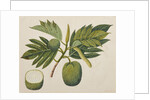Breadfruit flower, foliage, and fruit, c.1820 by Indian School