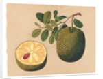 Durian Fruit and Foliage, c.1815 by Indian School