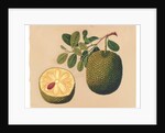 Durian Fruit and Foliage, c.1815 by Indian School