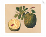 Durian Fruit and Foliage, c.1815 by Indian School