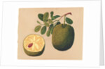 Durian Fruit and Foliage, c.1815 by Indian School