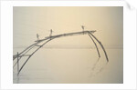 Fishing Nets Cochin 2 by Lincoln Seligman