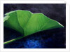 Gunnera Leaf by Lincoln Seligman