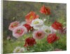 Cluster of Poppies, 1884 by Louis Marie Lemaire
