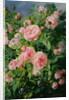 Pink Roses by Pierre Garnier