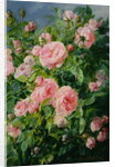 Pink Roses by Pierre Garnier