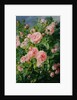 Pink Roses by Pierre Garnier