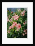 Pink Roses by Pierre Garnier