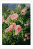Pink Roses by Pierre Garnier