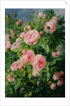 Pink Roses by Pierre Garnier