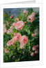 Pink Roses by Pierre Garnier