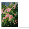 Pink Roses by Pierre Garnier