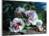 Study of Peonies, 1874 by Amedee Baudit