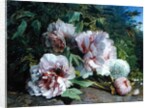 Study of Peonies, 1874 by Amedee Baudit