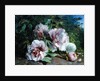 Study of Peonies, 1874 by Amedee Baudit