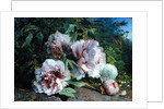 Study of Peonies, 1874 by Amedee Baudit