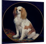 King Charles Spaniel by Charles Emile Callande de Champmartin
