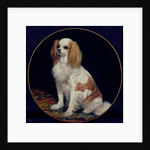 King Charles Spaniel by Charles Emile Callande de Champmartin