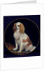 King Charles Spaniel by Charles Emile Callande de Champmartin