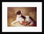 Portrait of a Spaniel by Zacharias Noterman