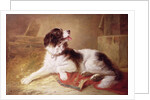 Portrait of a Spaniel by Zacharias Noterman